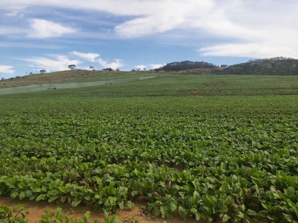 Fazenda em Casa Branca – SP
