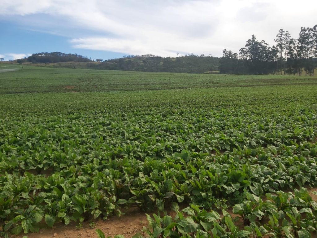 Fazenda em Casa Branca – SP