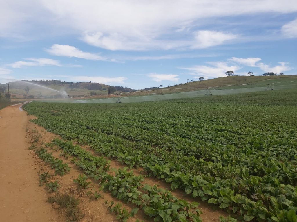 Fazenda em Casa Branca – SP