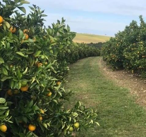 Fazenda de Laranja na região de Marília SP