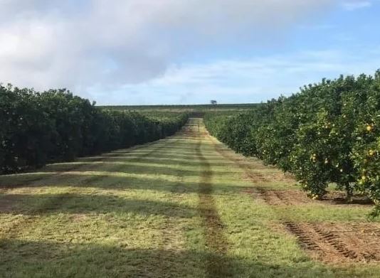 Fazenda de Laranja na região de Marília SP
