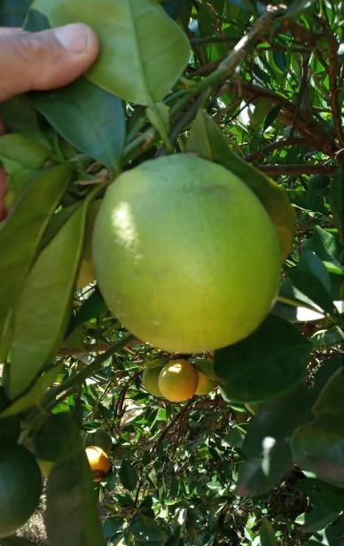 Fazenda de Laranja na região de Marília SP