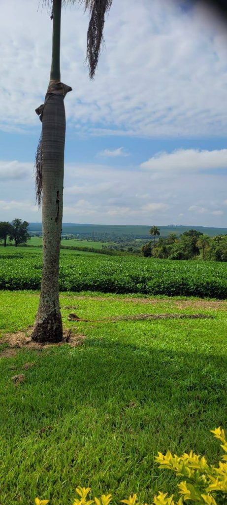 Sítio 56 alqueires – Região de Casa Branca/SP