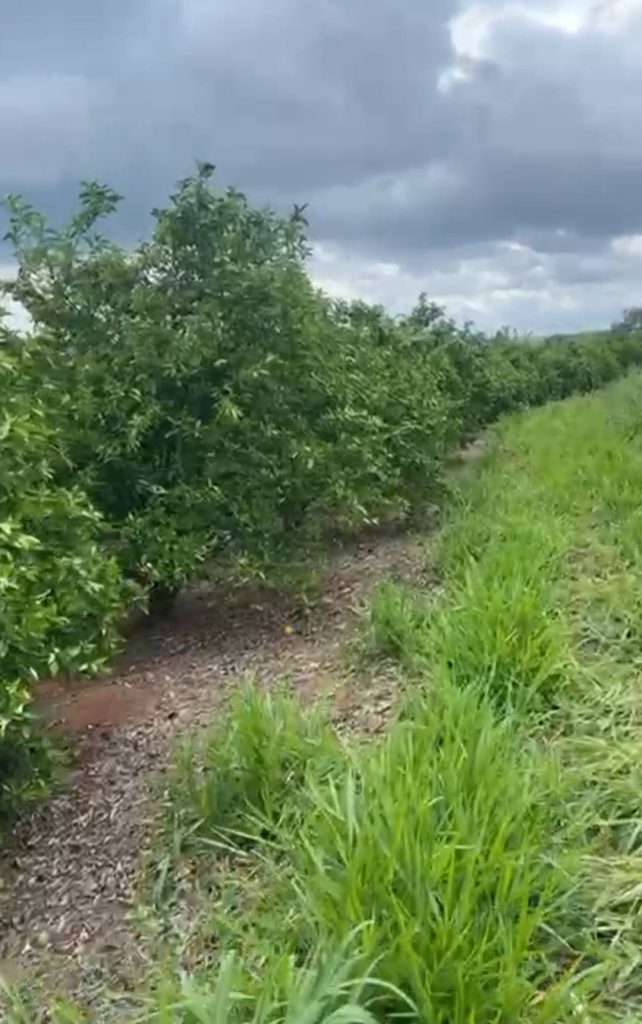Fazenda de laranja 30,9 alqueires – Lins/SP