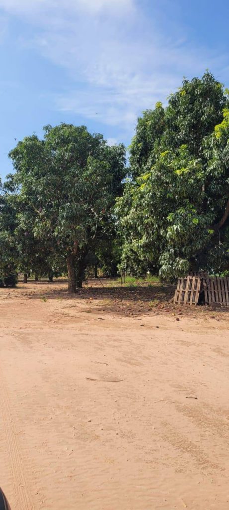 Sítio 56 alqueires – Região de Casa Branca/SP