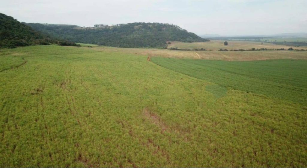 Fazenda 641 alqueires com cana – Ribeirão Preto/SP