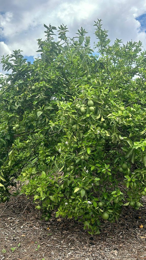 Fazenda de laranja 30,9 alqueires – Lins/SP