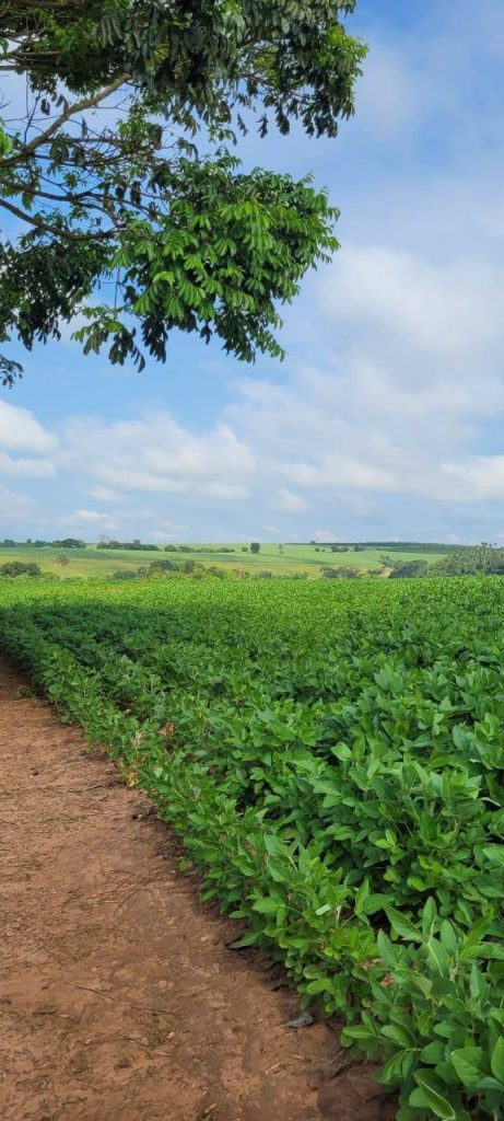 Sítio 56 alqueires – Região de Casa Branca/SP