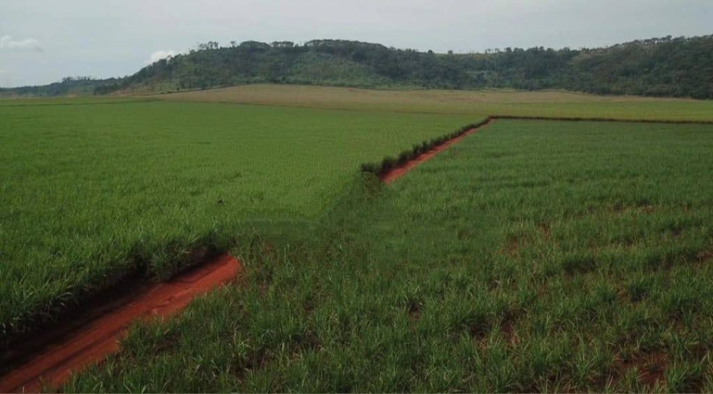 Fazenda 641 alqueires com cana – Ribeirão Preto/SP