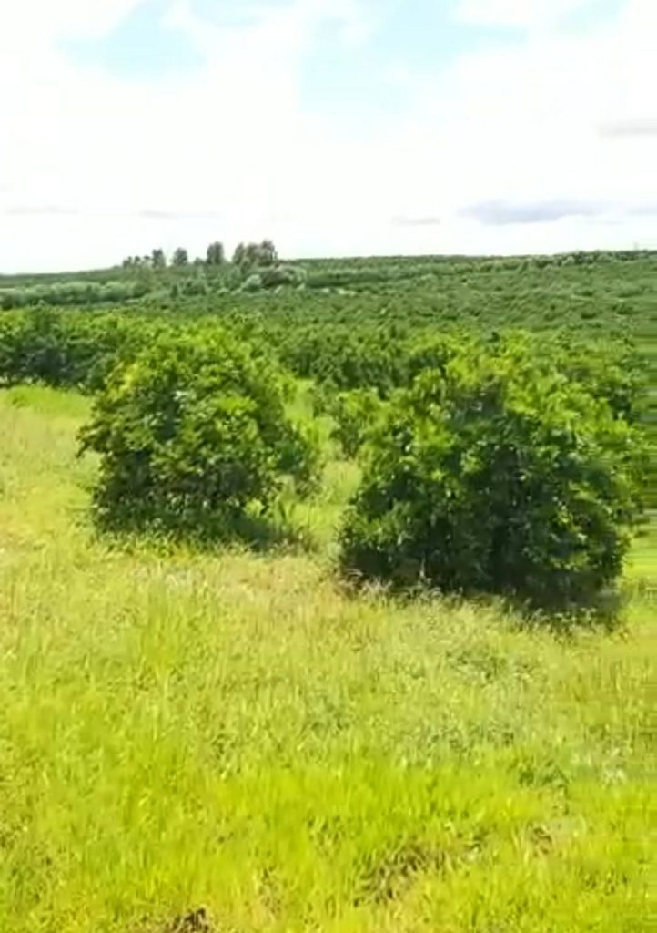 Fazenda de laranja 30,9 alqueires – Lins/SP