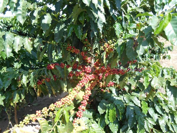 Sítio de 13 alqueires Ribeirão Preto/SP