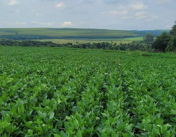 Sítio 56 alqueires – Região de Casa Branca/SP