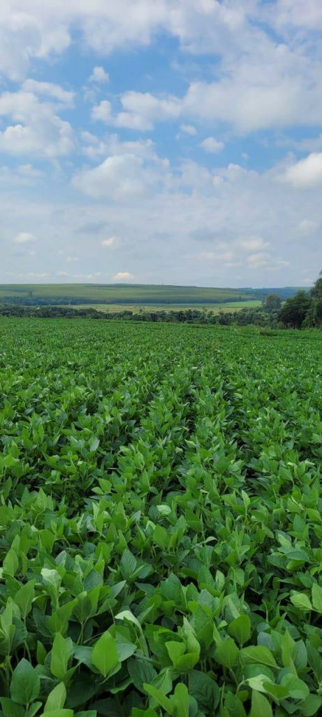 Sítio 56 alqueires – Região de Casa Branca/SP