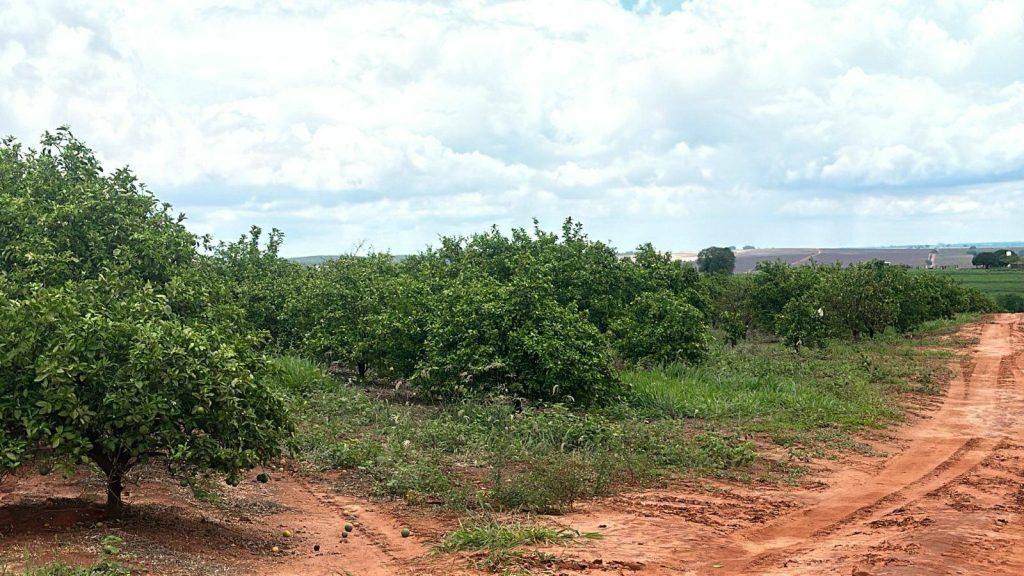 Fazenda de laranja 30,9 alqueires – Lins/SP