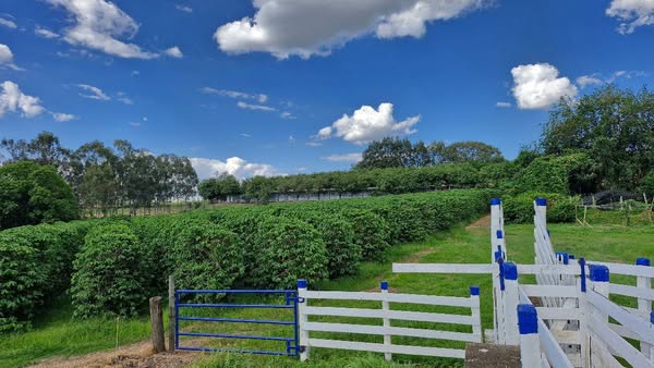 Sítio de 13 alqueires Ribeirão Preto/SP