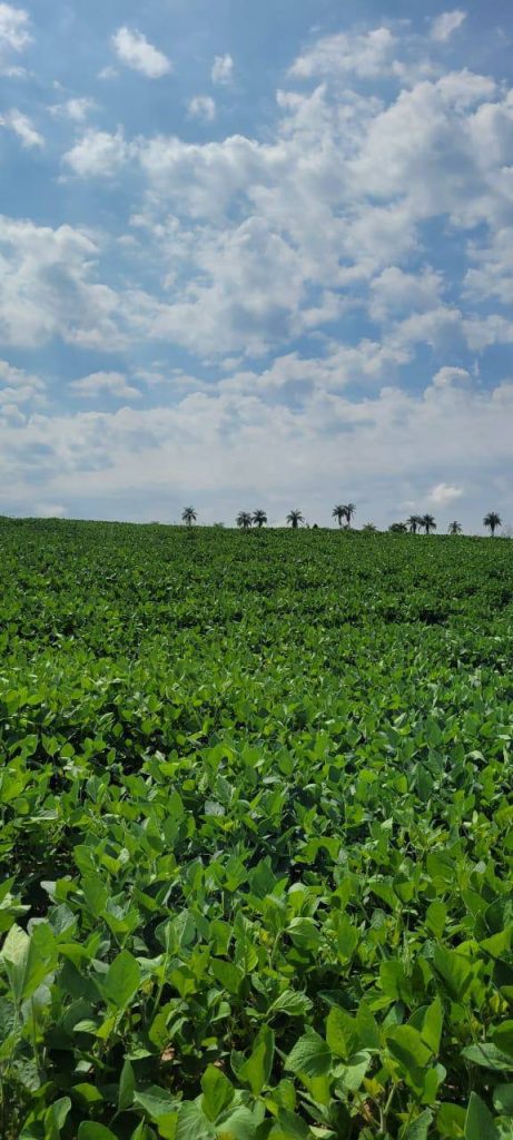 Sítio 56 alqueires – Região de Casa Branca/SP