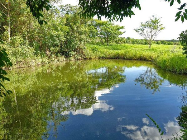 Sítio de 13 alqueires Ribeirão Preto/SP