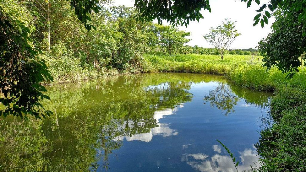 Sítio de 13 alqueires Ribeirão Preto/SP