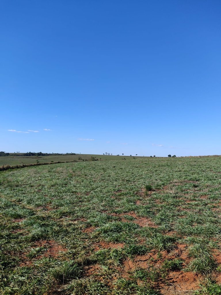 OPORTUNIDADE – 232 alqueires R$ 230.000,00 por alqueire, região de Mogi Guaçu