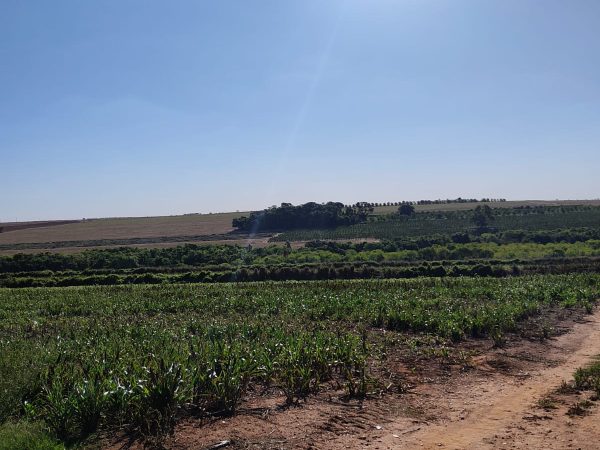 OPORTUNIDADE – 232 alqueires R$ 230.000,00 por alqueire, região de Mogi Guaçu